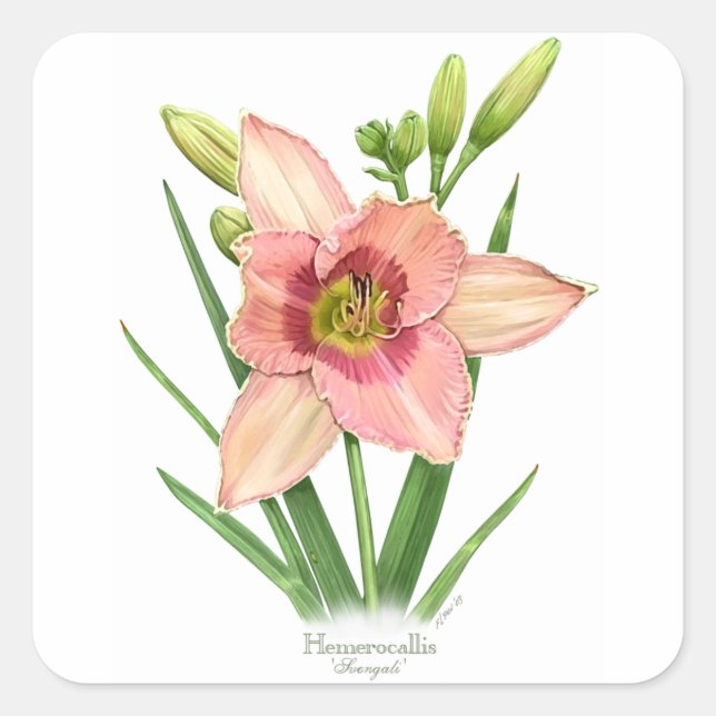 Sticker Carré Daylily - Svengali (Devant)