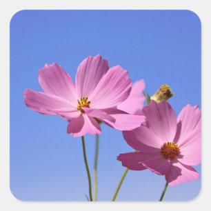 Sticker Carré de belles fleurs roses serrant un ciel bleu clair