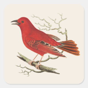 Sticker Carré Décor d'art vintage de la Tangara écarlate natural