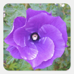 Sticker Carré Deep Purple Hibiscus Flower