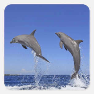 Sticker Carré Delfin, Delphin, Tuemmler plus brut, Tursiops 3