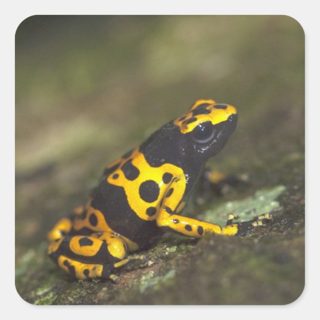 Sticker Carré Dendrobate à bandes jaunes Dendrobates (Devant)