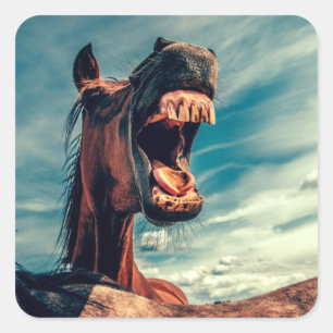 Sticker Carré Dents à la bouche du cheval Nigueur animal sauvag