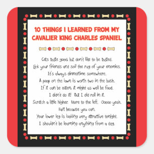 Sticker Carré Des Choses Drôle Que J'Ai Apprises Du Roi Cavalier