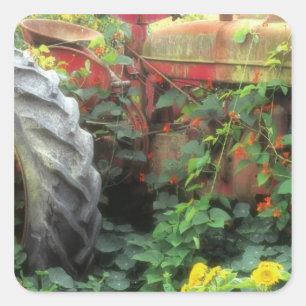 Sticker Carré Des fleurs printanières ornent un vieux tracteur.