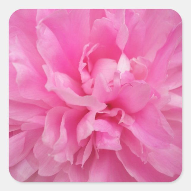 STICKER CARRÉ DESIGNER ROSE FLORAL ENVELOPE SEAL ET BÂTIMENTS (Devant)