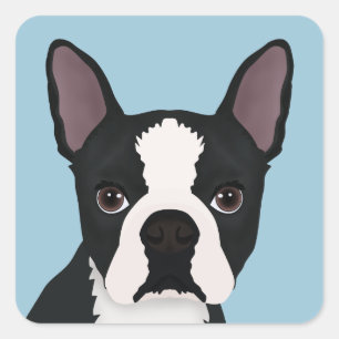 Sticker Carré dessin animé de boston terrier