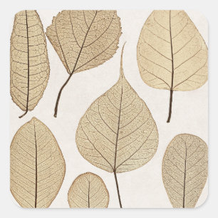 Sticker Carré Dessin botanique naturaliste vintage   Feuille 185