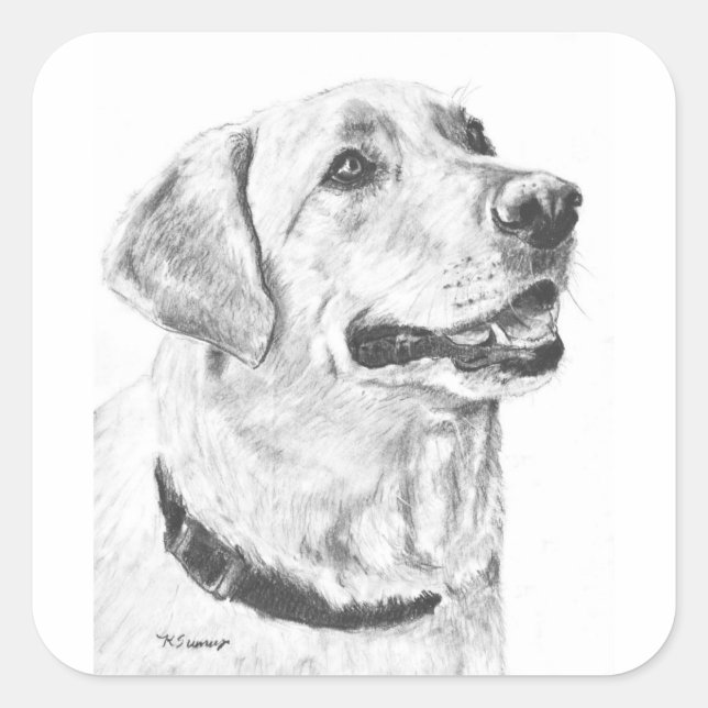Sticker Carré Dessin Labrador Retriever (Devant)