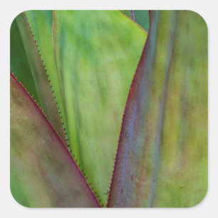 Sticker Carré Détail de la plante d'Agave