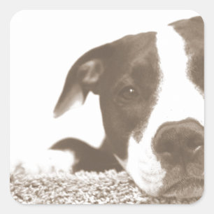 Sticker Carré détester l'acte pas la race gentille pitbull sepi