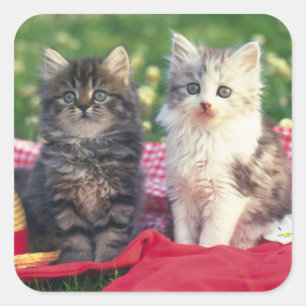 Sticker Carré Deux Chatons Assis Sur Une Couverture Rouge