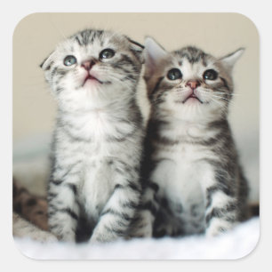 Sticker Carré Deux chatons mignons