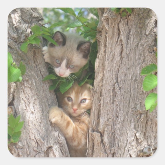 Sticker Carré Deux chatons sur un arbre (Devant)