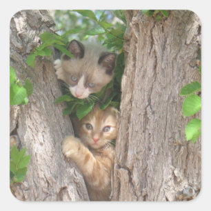 Sticker Carré Deux chatons sur un arbre