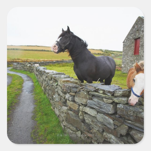 Sticker Carré Deux chevaux à la ferme en Angleterre rurale (Devant)