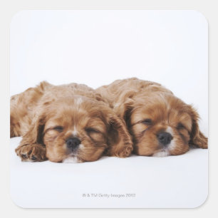 Sticker Carré Deux chiots Cavalier King Charles Spaniel