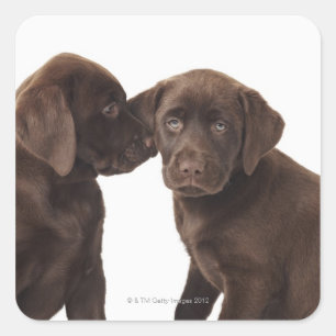 Sticker Carré Deux chiots de labrador retriever de chocolat