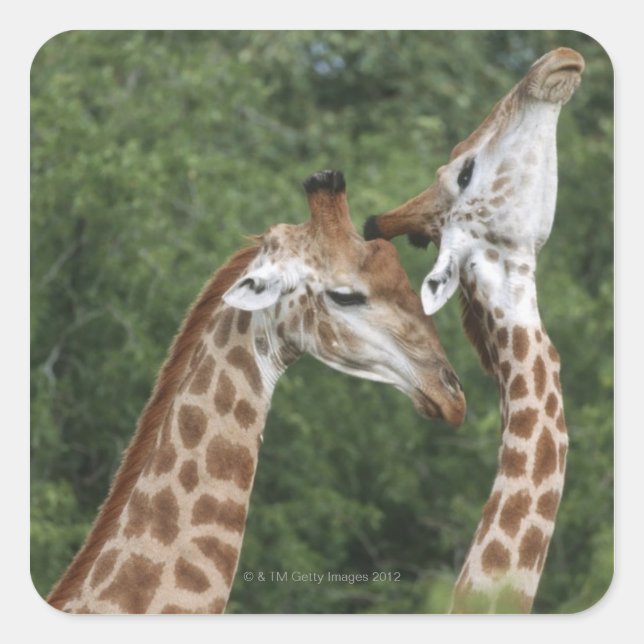 Sticker Carré Deux Giraffe (Giraffa camelopardalis) encolure, (Devant)