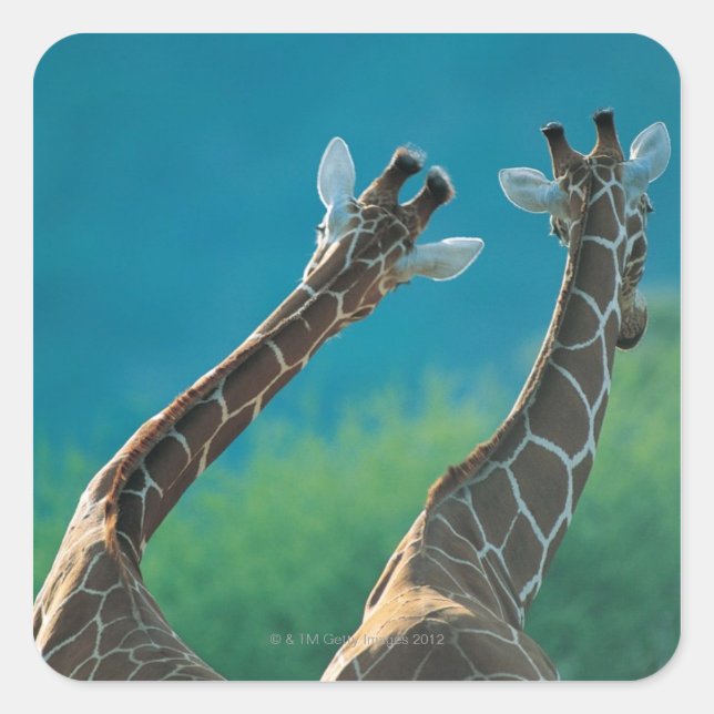 Sticker Carré Deux Giraffes (Giraffa camelopardalis) (Devant)
