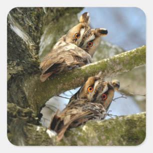 Sticker Carré Deux hiboux dans les bois, oiseaux, faune et flore