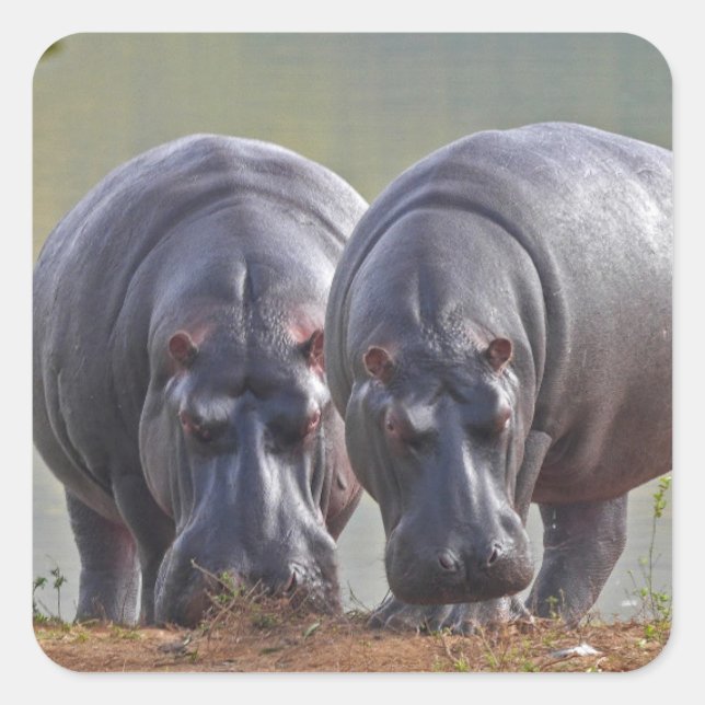 Sticker Carré Deux hippopotames (Devant)