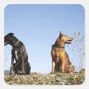 Sticker Carré Deux jeunes chiens qui cherchent dans des directio