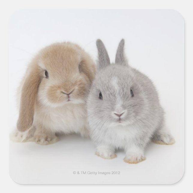 Sticker Carré Deux lapins Netherland Dwarf et Holland Lop (Devant)