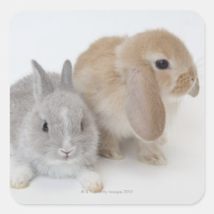 Sticker Carré Deux lapins.Netherland Nwarf et Holland Lop.
