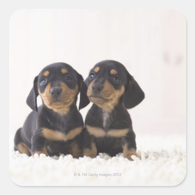 Sticker Carré Deux Mini Dachshund Assis (Devant)