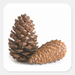 Sticker Carré Deux pinecones
