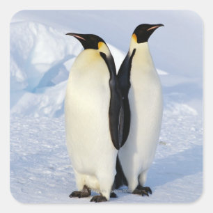 Sticker Carré Deux pingouins empereurs en Antarctique