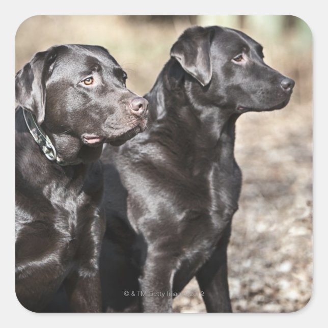Sticker Carré Deux récupérateurs Black Labrador (Devant)