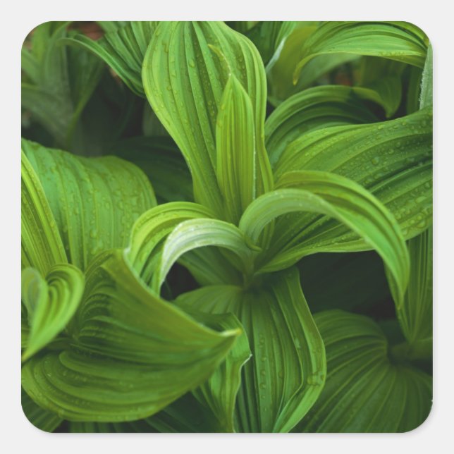 Sticker Carré Dewdrops sur une fausse Helabore (Devant)