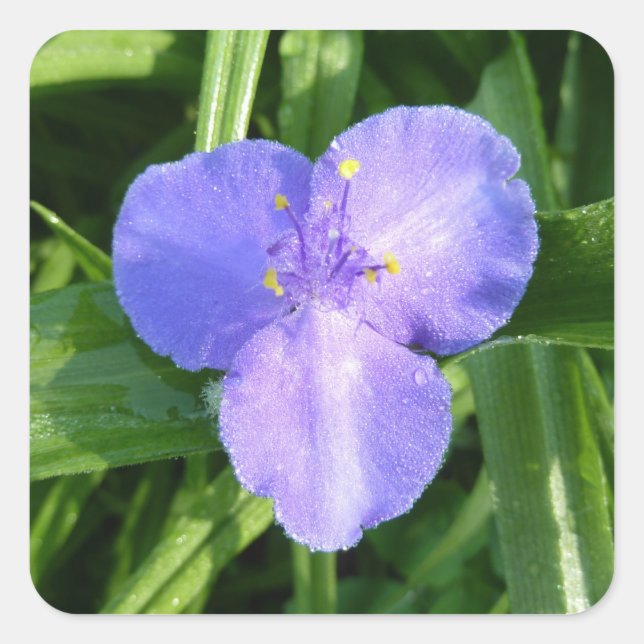 Sticker Carré Dewy Trillium Fleur sauvage de printemps (Devant)