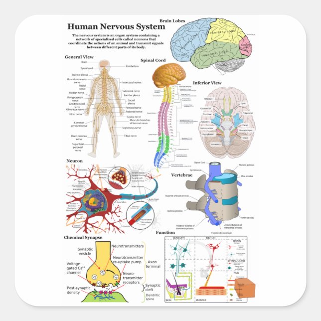 Sticker Carré Diagramme du cerveau humain et du système nerveux  (Devant)