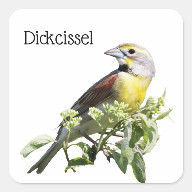 Sticker Carré Dickcissel Bird (Devant)