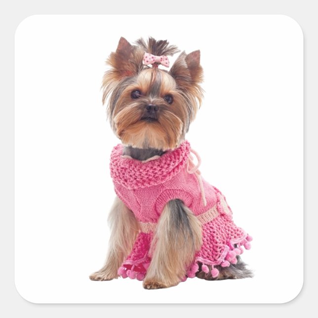 Sticker Carré Divine Yorkshire Terrier Diva Chiot Yorkie (Devant)