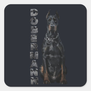 Sticker Carré Doberman Pinscher