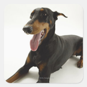 Sticker Carré Doberman Pinscher 2