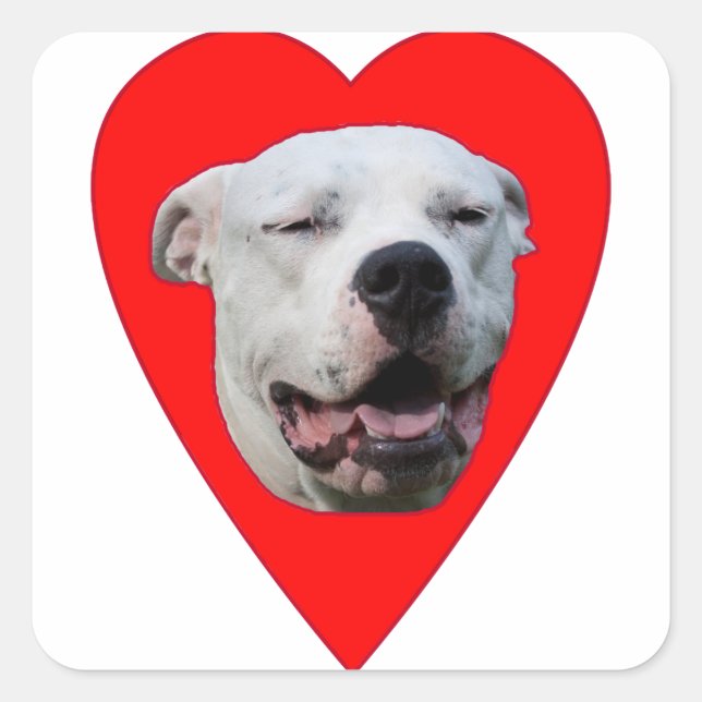 Sticker Carré Dogo Argentino souriant (Devant)
