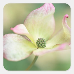 Sticker Carré Dogwood Blossom Cornus Kousa 'Miss Satomi'