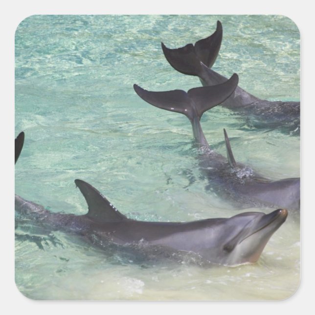 Sticker Carré Dolphins, Sea World, Gold Coast, Queensland, (Devant)