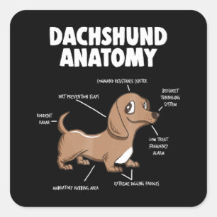 Sticker Carré Don de chien   Anatomie Dachshund Funny Weiner