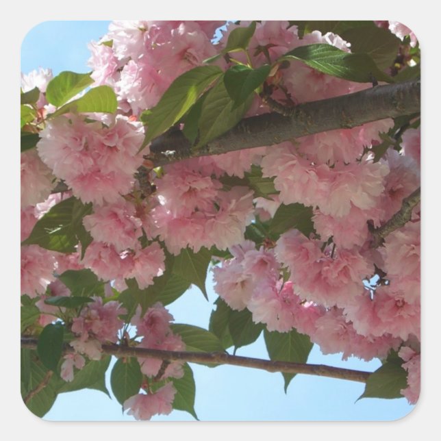 Sticker Carré Double Blossoming Cherry (Devant)