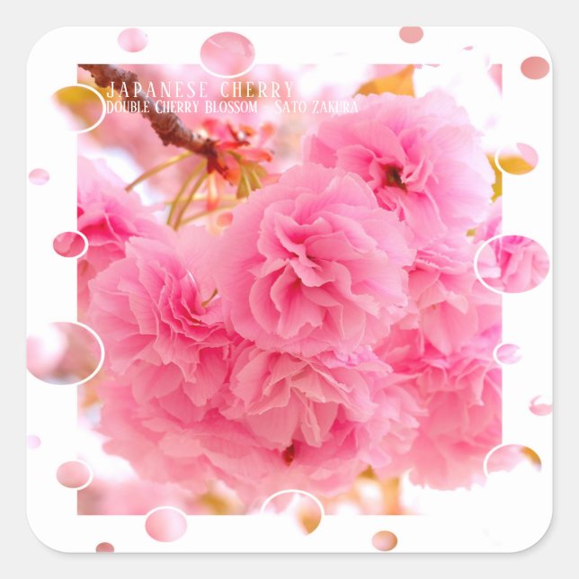 Sticker Carré Double Cherry Blossom: Sato-zakura (Devant)