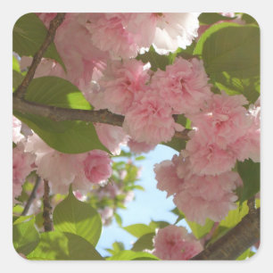 Sticker Carré Double floraison cerisier III printemps fleuri