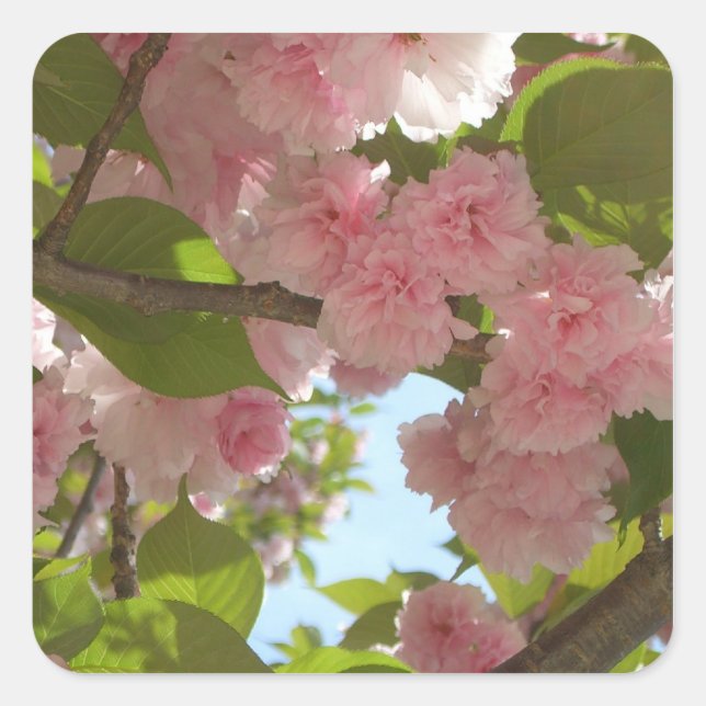 Sticker Carré Double floraison cerisier III printemps fleuri (Devant)