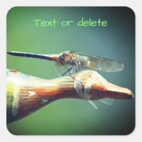 Dragonfly Co Pilot Nature personnalisée