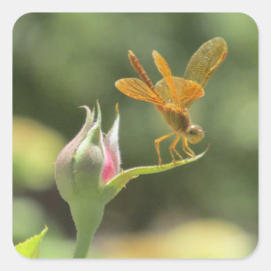 Sticker Carré Dragonfly orange sur Rosebud rose